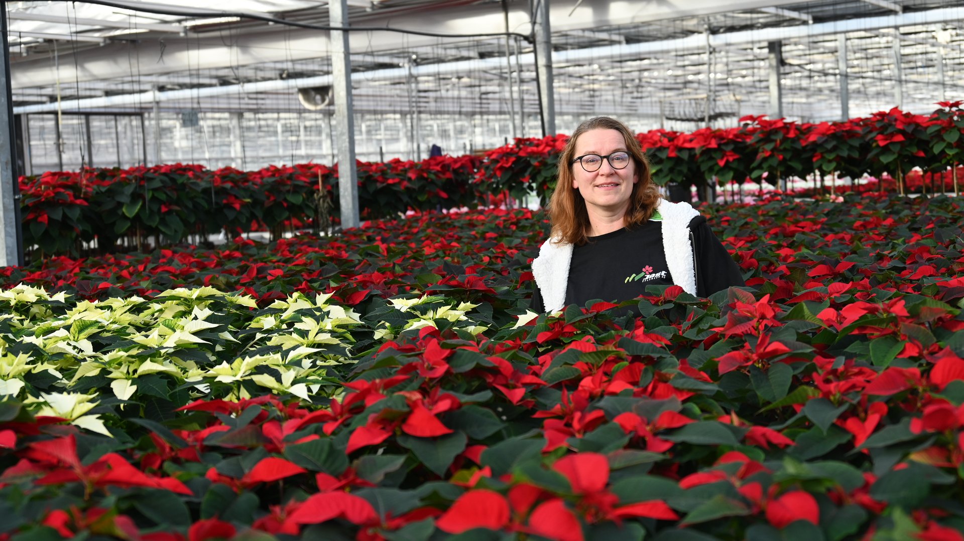 Von Afrika zu Suisse Garantie: Weihnachtssterne aus der Schweiz -  bauernzeitung.ch | BauernZeitung
