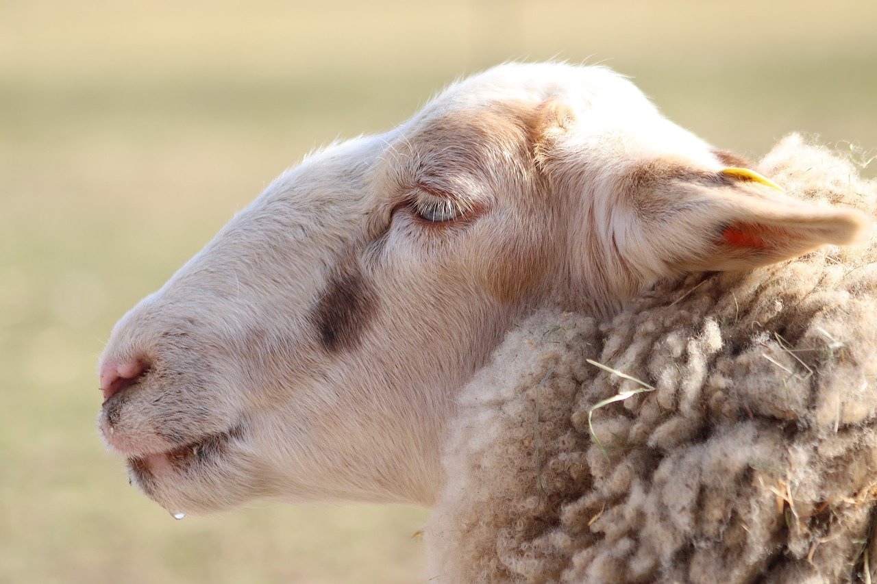 In der Schweiz tritt beispielsweise die Brucellose bei Schafen oder Ziegen nicht auf. (Bild Pixabay)