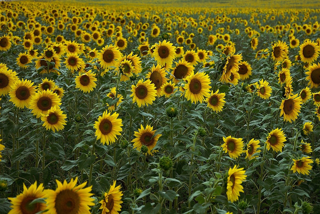 Anmelden können sich Verarbeiter von Sonnenblumen, Raps und Futtersoja. (Bild Pixabay)