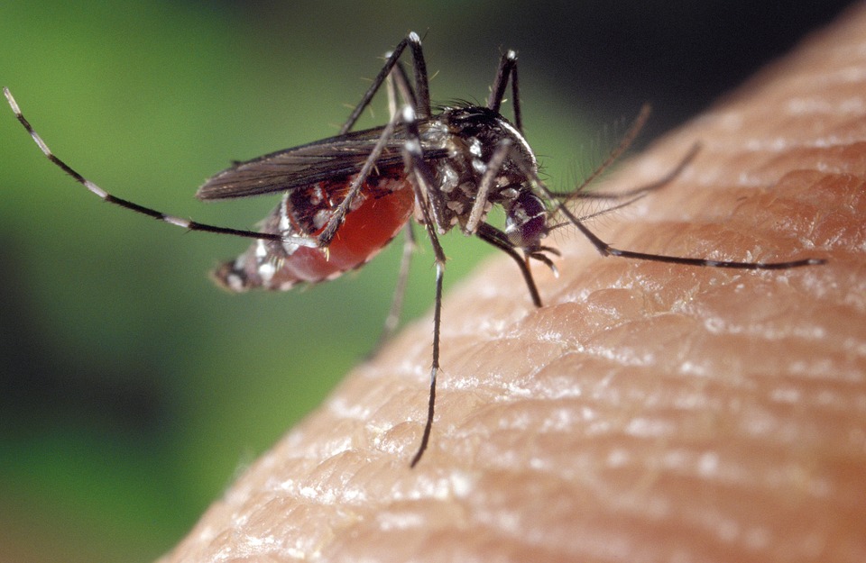 Mikroplastik Gelangt über Mücken In Die Nahrungskette Bauernzeitungch Bauernzeitung