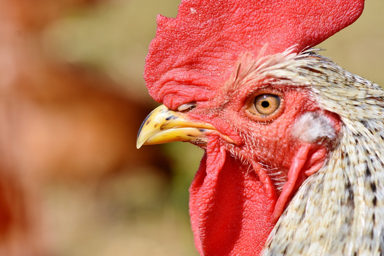 Die Vogelgrippe verläuft bei Geflügel oft tödlich. (Bild Pixabay)