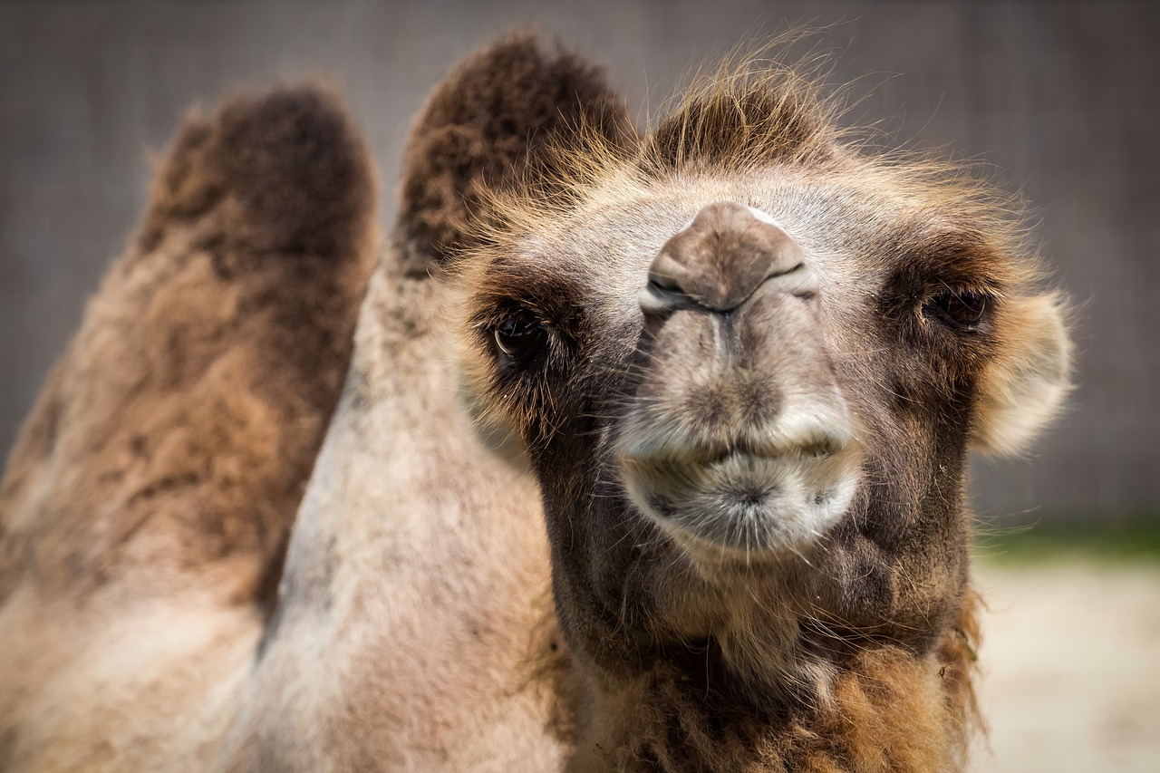 Auch an Kamelen ist nicht immer alles echt. (Symbolbild Pixabay)