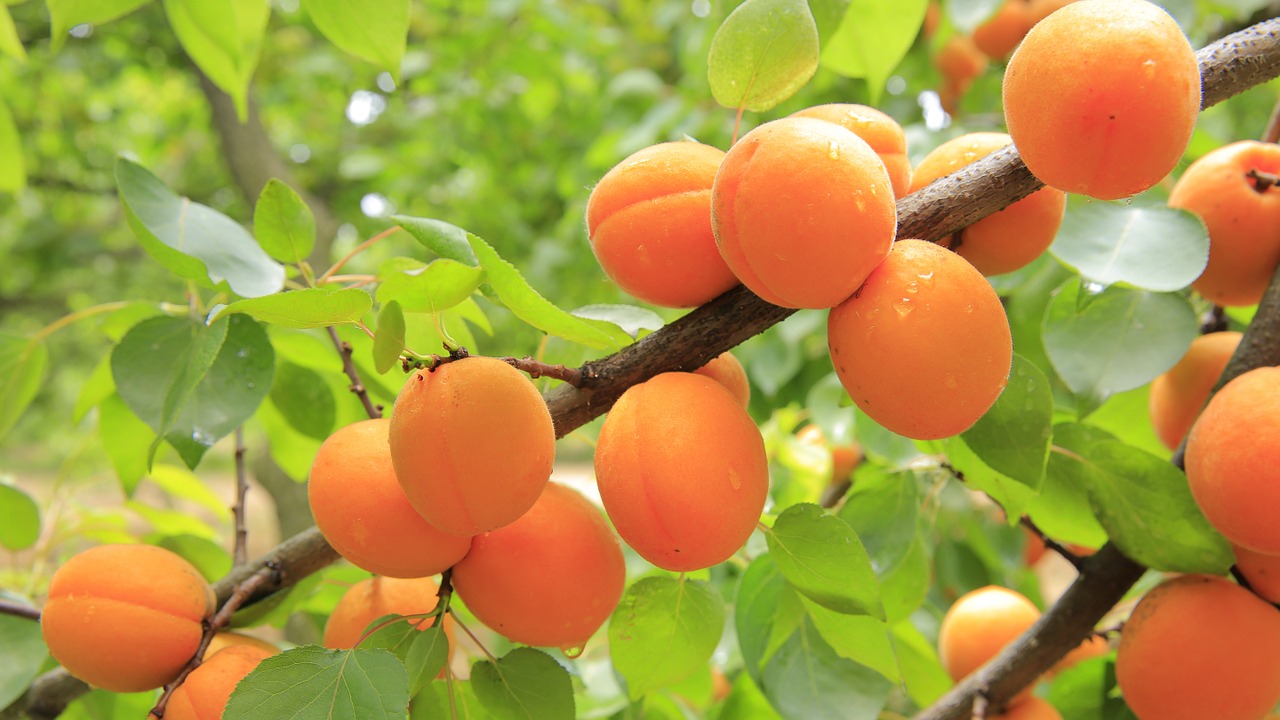 Ein wichtiges Argument für den Bau der geschützten Aprikosenanlage war der Verzicht auf synthetische Pflanzenschutzmittel. (Bild Pixabay)