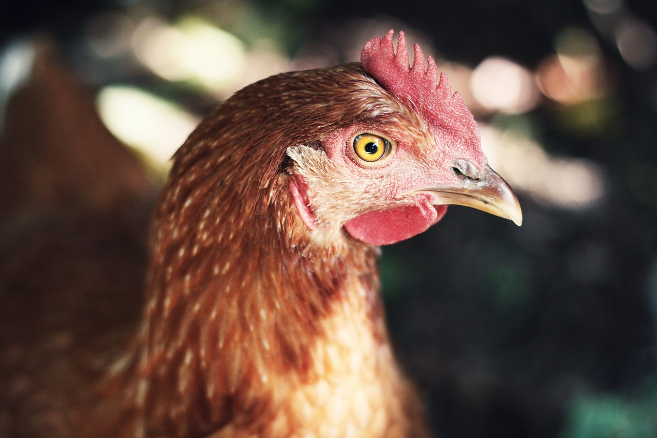 Auch Hobbyhalter sollten ihr Federvieh vor der Vogelgrippe schützen. (Symbolbild Pixabay)