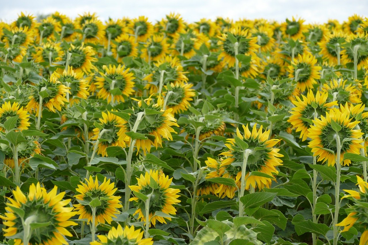 Dank dem Engagement von SwissOlio steigt die Nachfrage nach Schweizer Sonnenblumenöl, Raps ist aber deutlich gefragter. (Bild Pixabay)