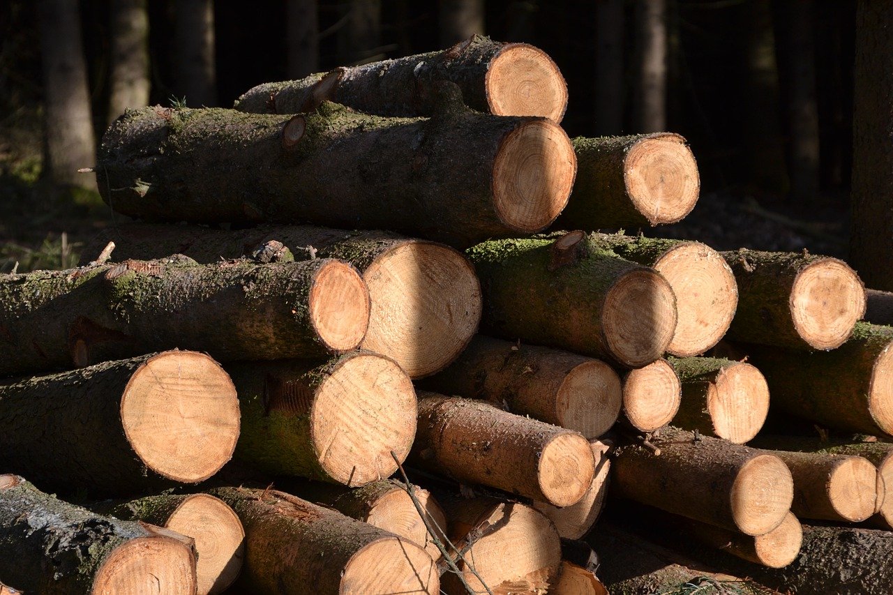 Bei Forstarbeiten kam am Donnerstag ein 17-Jähriger ums Leben. (Bild Pixabay)