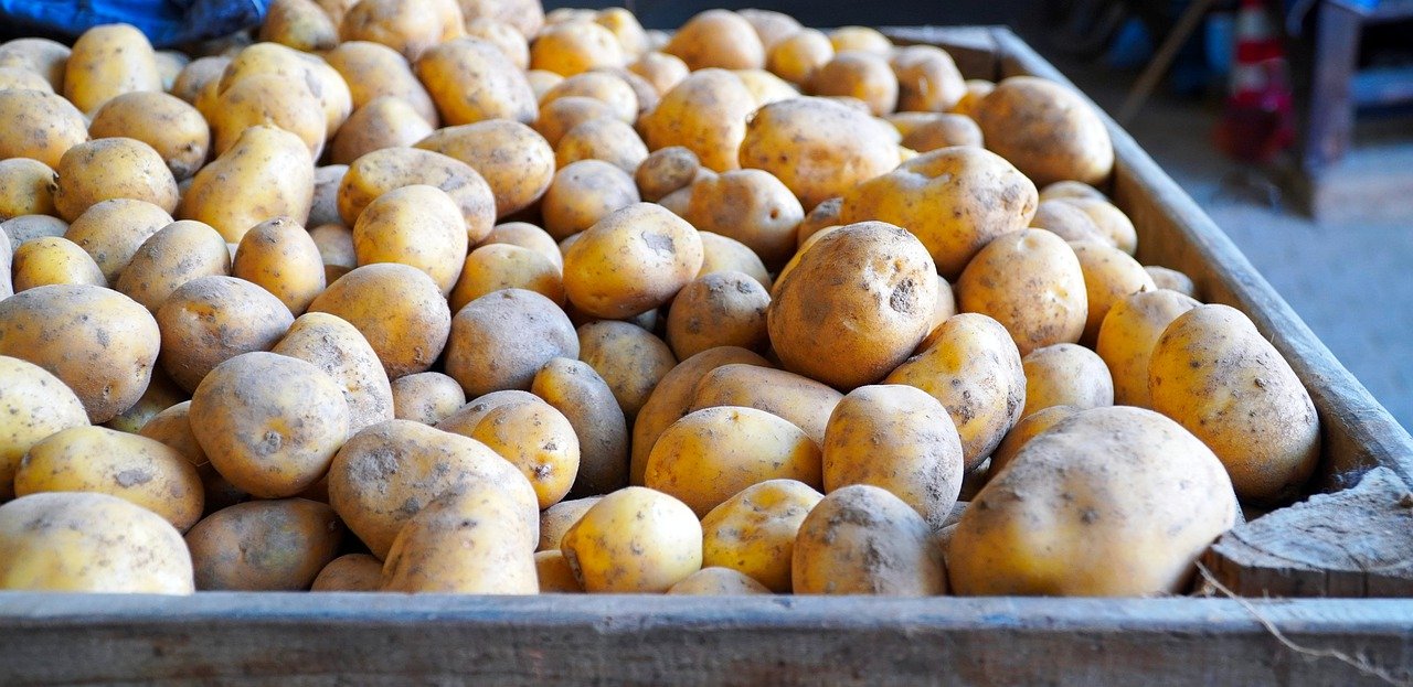 Dank milder Temperaturen kam ein Grossteil der Frühkartoffeln bis Anfang März in den Boden. Die Kultur litt aber unter den anschliessenden Frostnächten. (Bild matthiasboeckel / Pixabay)