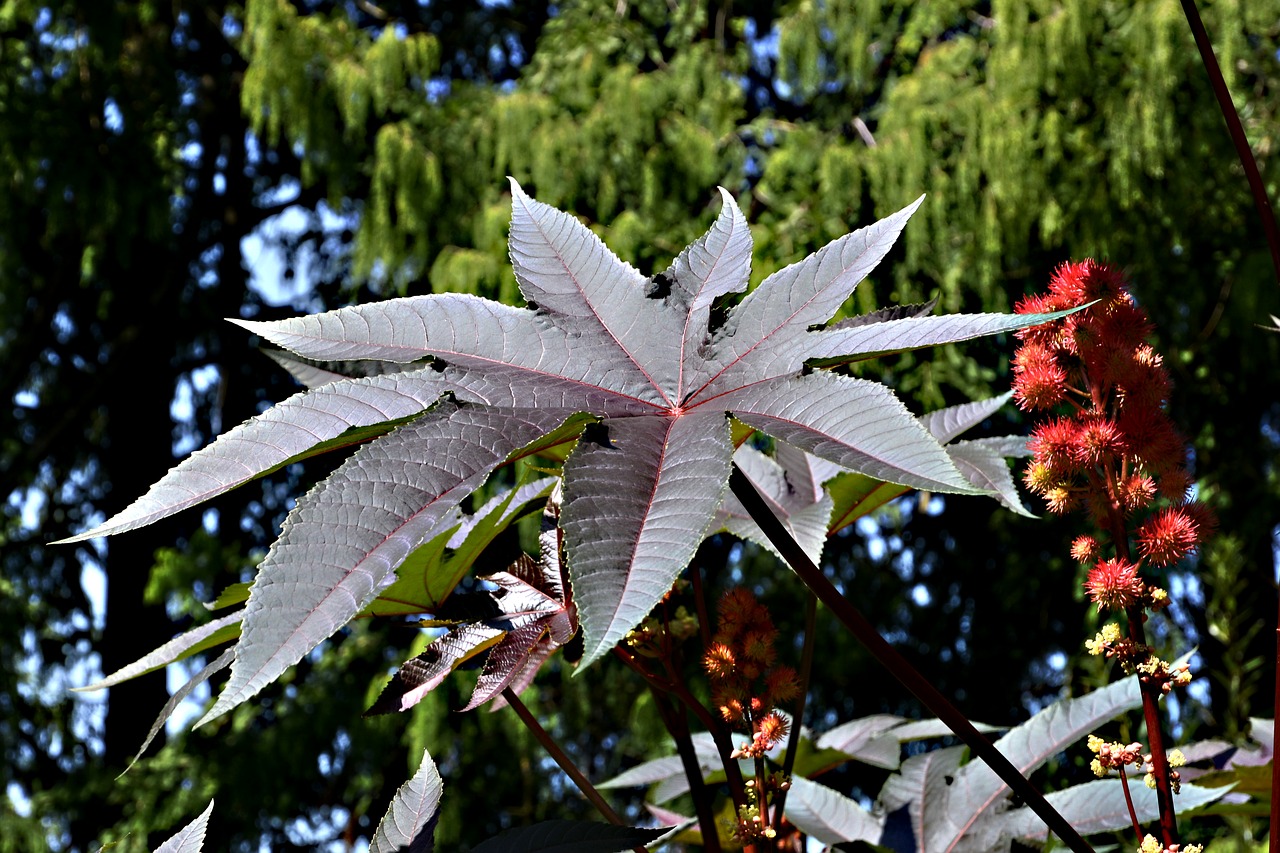 Die Blätter des Wunderbaums sind wechselständig angeordnet und in sieben bis 10 gesägte Lappen geteilt. Auf sie spielt die Bezeichnung "Palma Christi" an. (Bild Pixabay)
