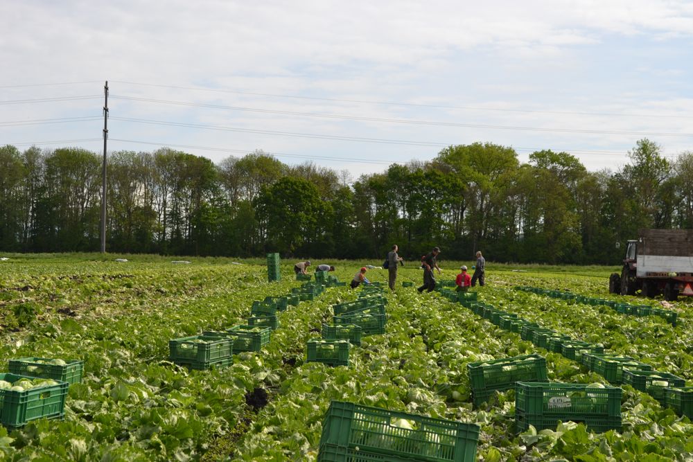 Ausländer in der Landwirtschaft: Pilotprojekt startet nächstes Jahr