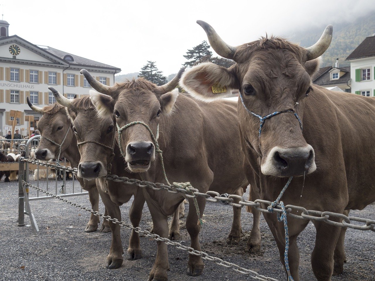 Peter Bosshard, Geschäftsführer des Schweizerischen Viehhändler-Verbandes wehrt sich gegen die Vorwürfe: "In der jetzigen Zeit weise ich ganz entschieden zurück, dass da Absprachen gemacht werden. Die Händler müssen die Nachfrage nach Kühen befriedigen" (Bild Pixabay)