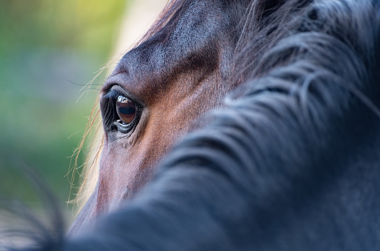 Der Inlandanteil liegt beim Pferdefleisch in der Schweiz bei knapp 10 Prozent. Pro Kopf werden laut Proviande hierzulande gut 300 Pferdefleisch gegessen. (Bild wal_172619 / Pixabay) 