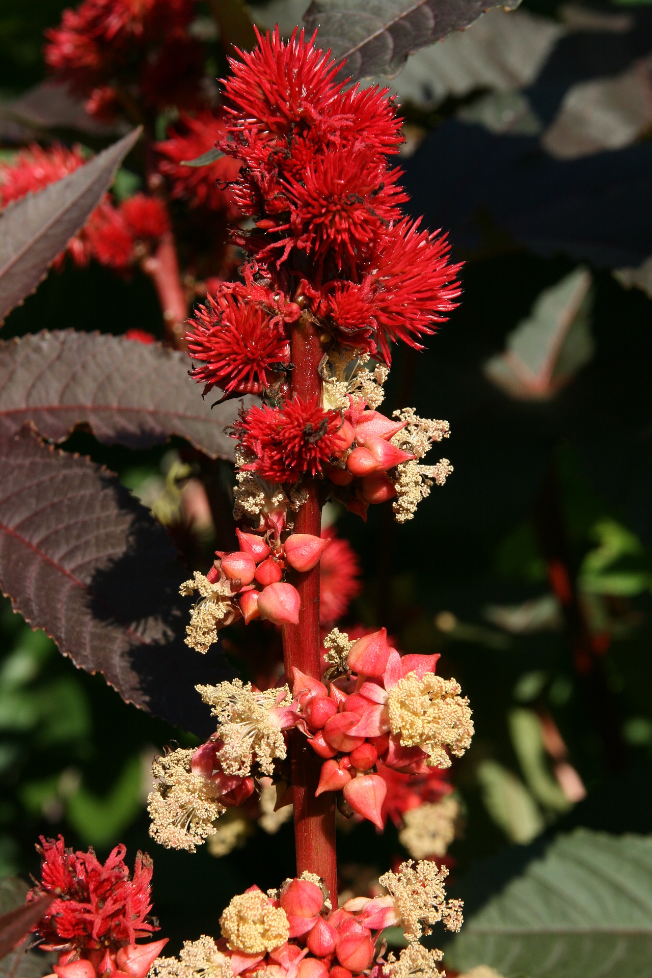 Die Blüten sind getrennt geschlechtlich, aber sowohl männliche als auch weibliche an der gleichen Pflanze. (Bild Pixabay)