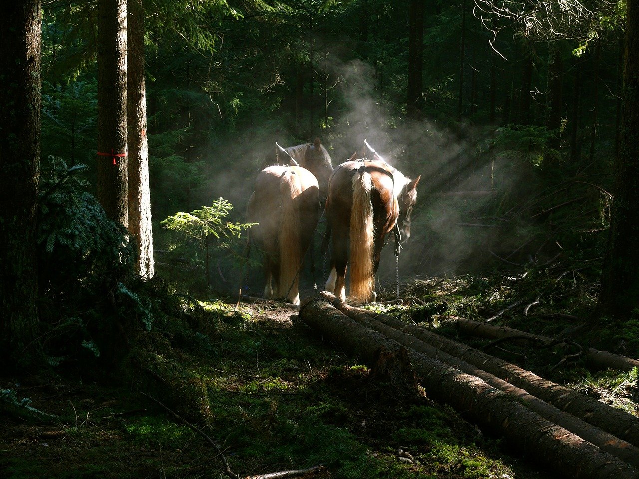 Durch den Einsatz von Pferden bei Waldarbeiten, könnte der CO2-Ausstoss reduziert werden. (Symboldbild Pixabay)