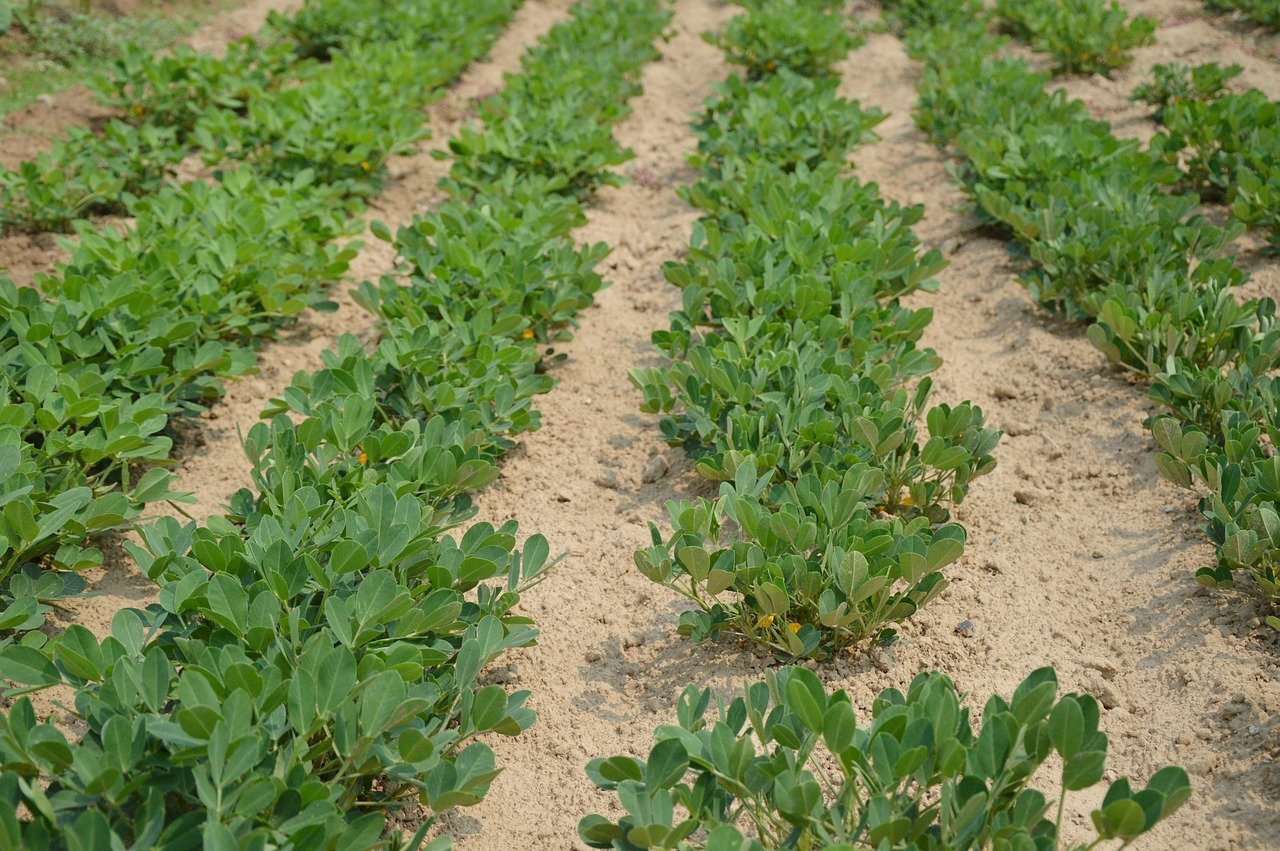 Das Herbizid Paraquat wird für die Unkraut-Bekämpfung in diversen Kulturen eingesetzt, z. B. bei Erdnüssen. (Bild Jing / Pixabay) 