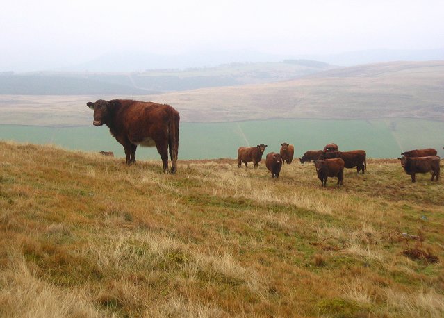Luing auf dem Vormarsch bauernzeitung.ch BauernZeitung