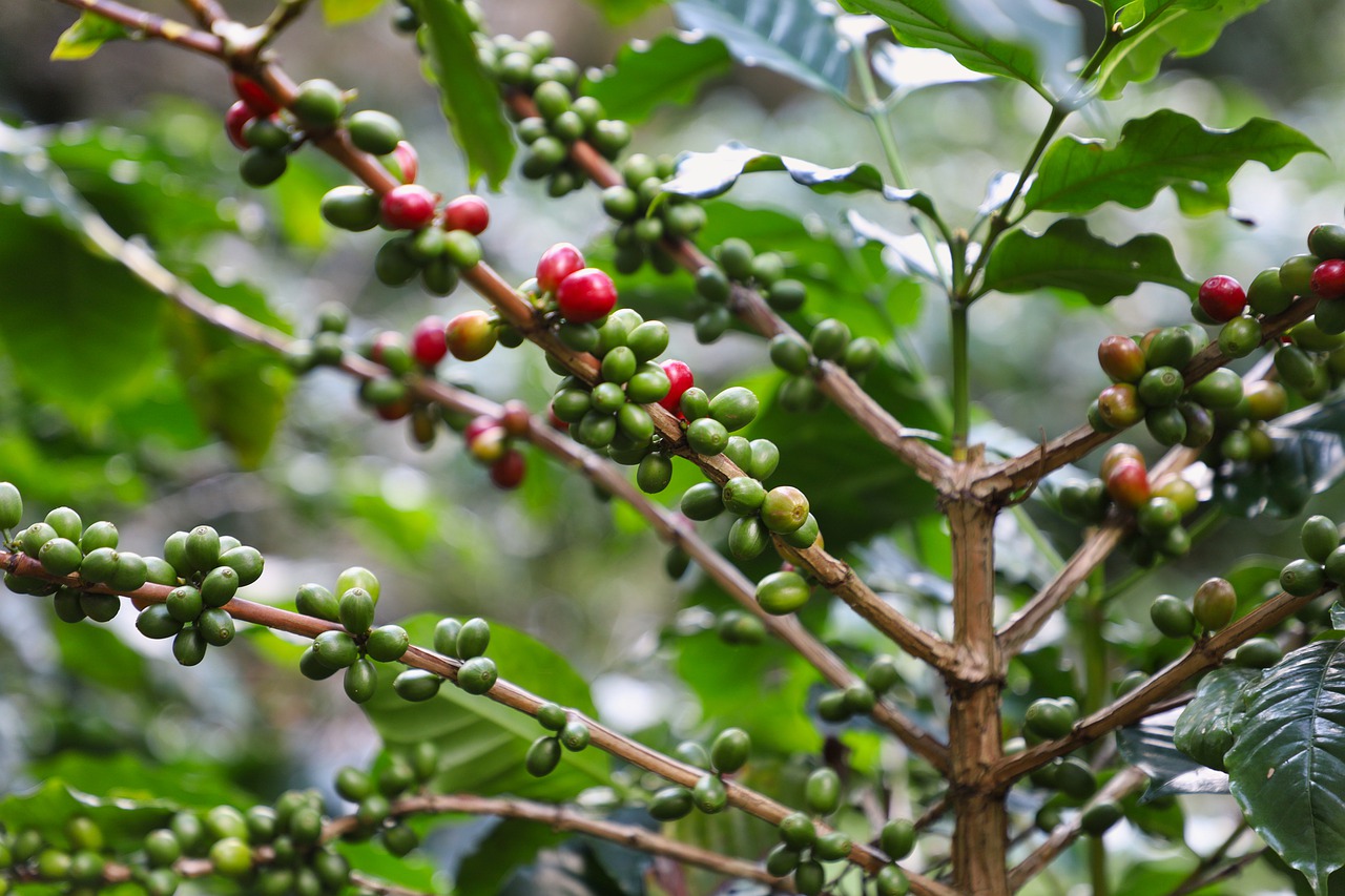 Auch bei der Kaffeeproduktion muss sich etwas verändern. So sollen die Bauern auf robustere Kaffeebäume setzen und die Arten diversifizieren. (Bild Pixabay)