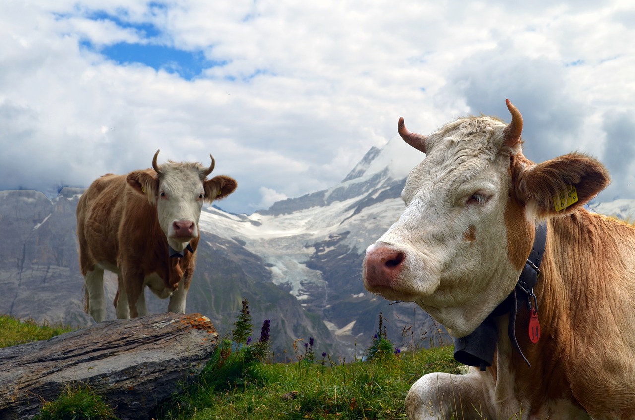 Analyse: Ein paar Hörner legen die Schweiz fast lahm 