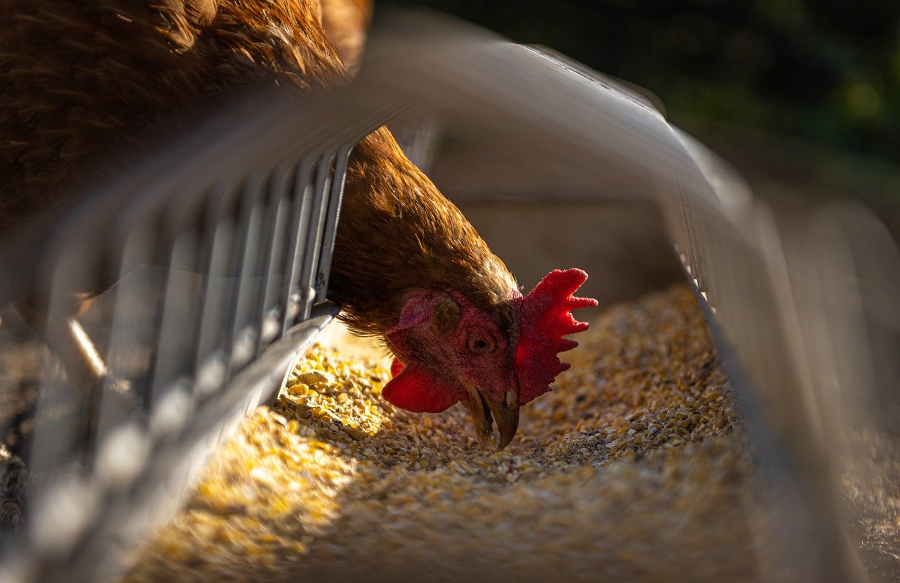 Bis zu 80 Prozent des Futters für Schweizer Hühner komme aus dem Ausland, kritisiert Tier im Fokus. (Bild AndreasGoellner / Pixabay)