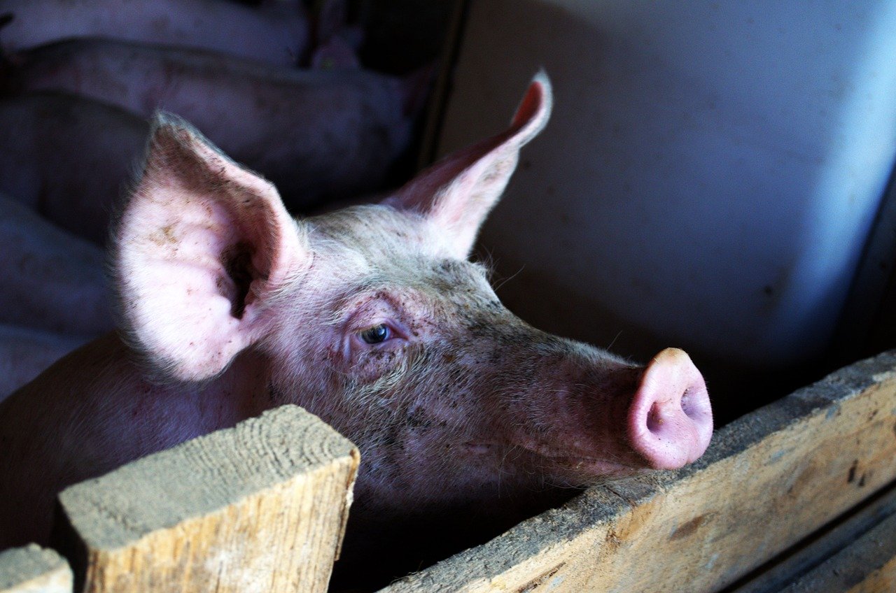 Die gesenkten Schweinepreise sollen einen Rückstau von Schlachtschweinen in den Ställen vermeiden. (Symbolbild Pixabay)