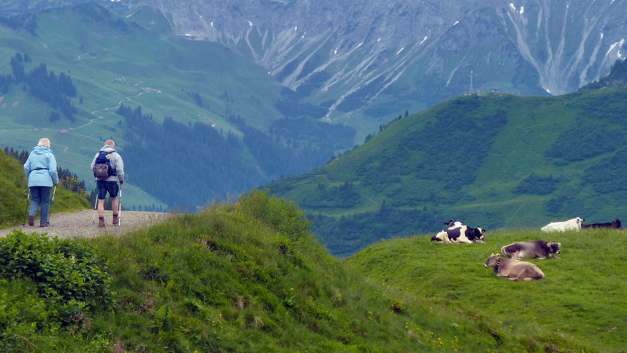 Beim Wandern im Weidegebiet sollte man grundsätzlich einen grossen Bogen um die Rinderherden machen, um Unfälle zu vermeiden. (Bild pixapay)