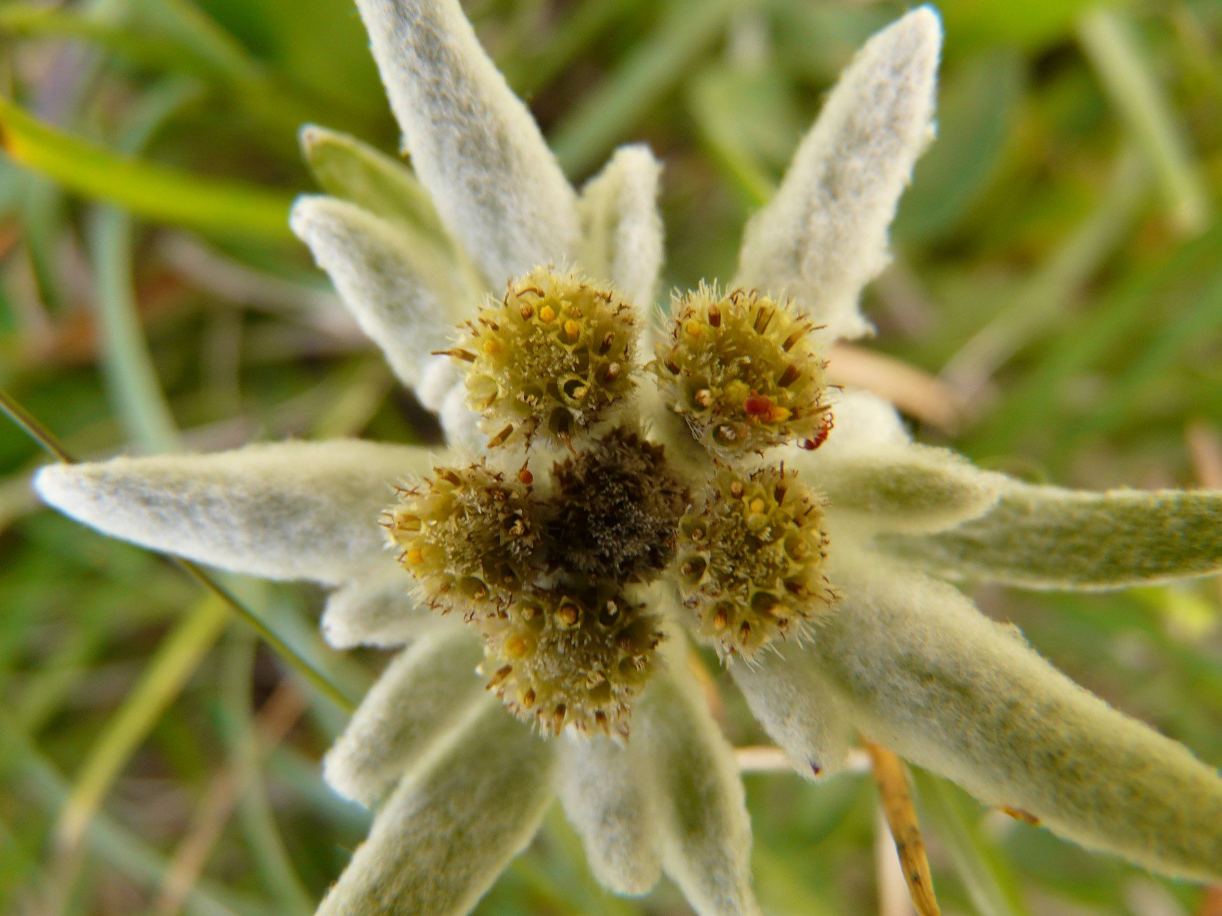 Edelweiss: Ein Mythos mit Nutzwert - bauernzeitung.ch | BauernZeitung