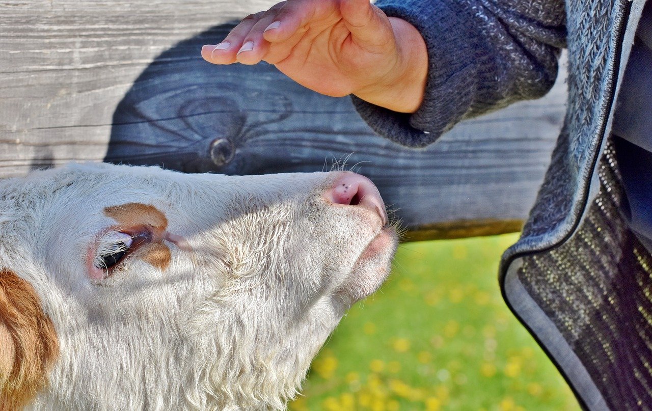 Laufende Projekte zur Verbesserung des Tierwohls und die zunehmende Reduktion des Antibiotikaeinsatzes zeigen, dass sich die Schweizer Landwirtschaft stetig verbessert, schreibt der SKMV. (Bild Capri23auto / Pixabay) 