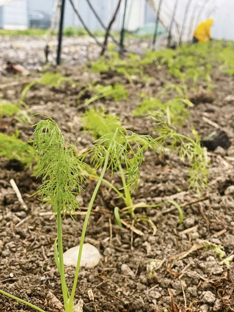 Unter den Folientunneln spriessen die ersten Gemüse, wie hier Fenchel.