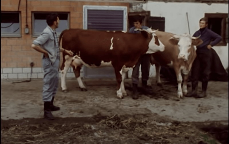Wie die Schweiz ihre Viehrassen erfand