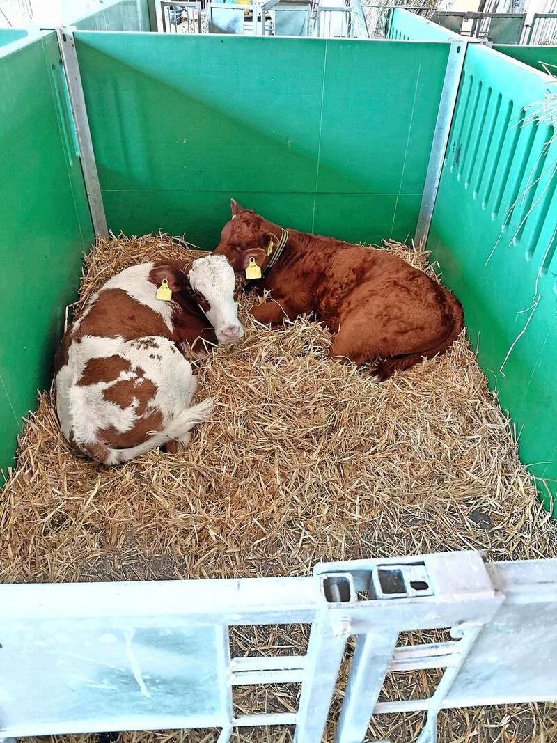 Das konsequente Einstallen der Tränker in 2er-Gruppen führte unter anderem zu einer deutlichen Verbesserung der Tiergesundheit.