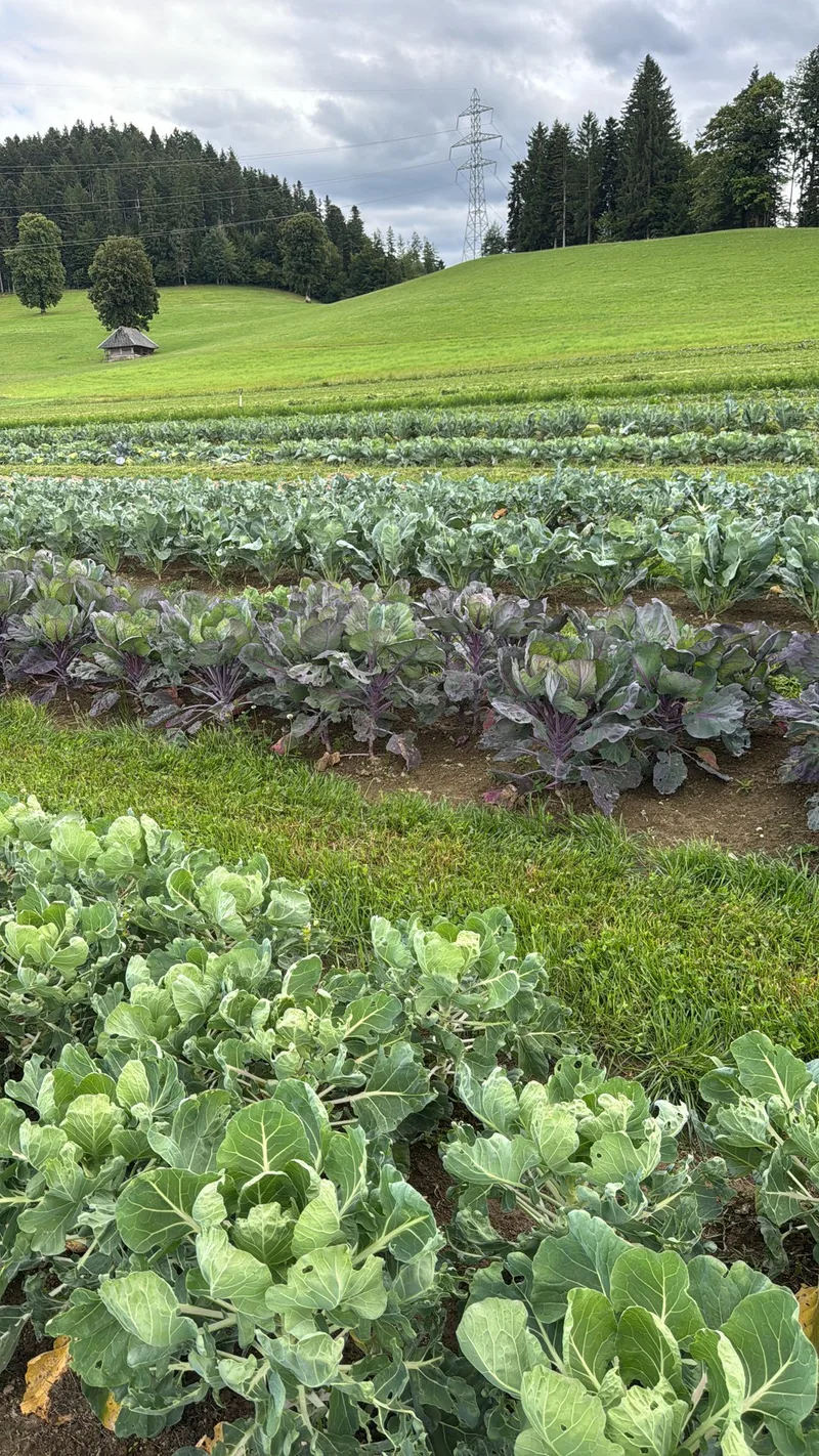 Direktvermarktung in die Gastronomie: Mehrwert für Produzent(innen)?