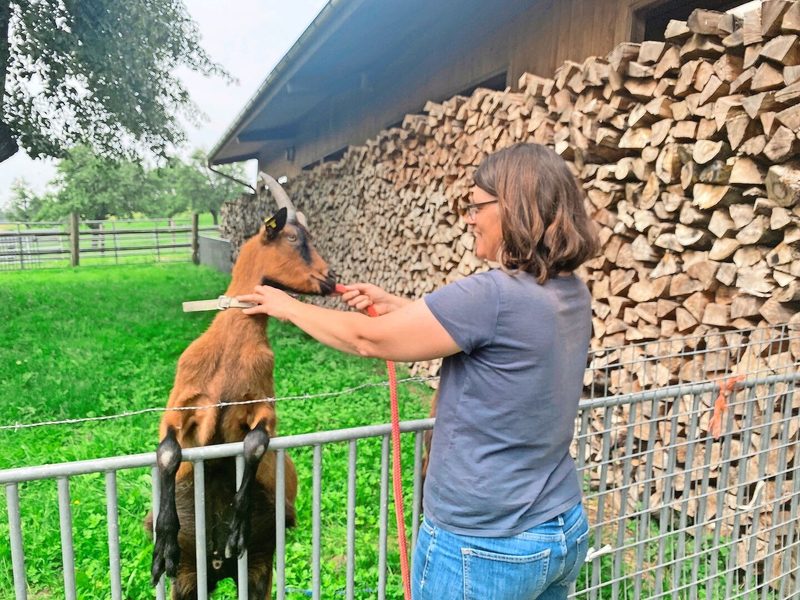 Sandra Meyer-Huwyler legt einem der beiden Geissböcke eine Leine an. Sie hatte die Tiere ursprünglich für Geissen-Trekkings gekauft.