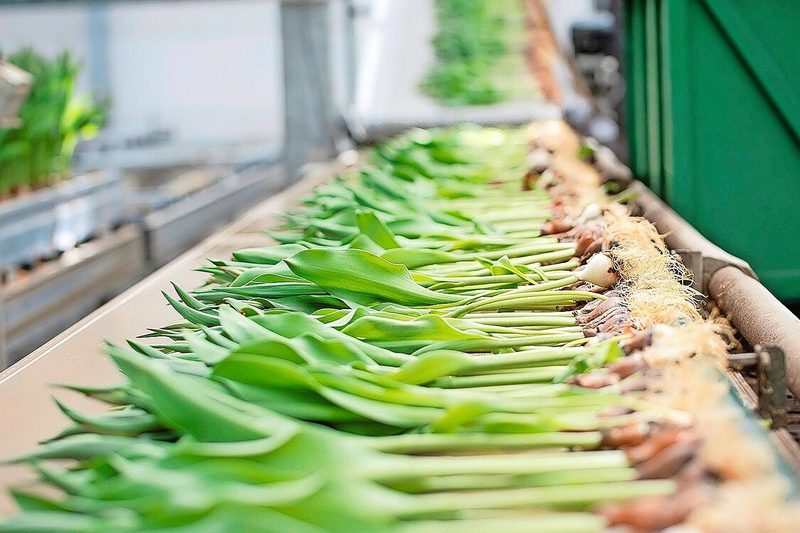 Die Tulpen werden von Hand gezupft und kommen via Fliessband zur Erntestation. Dort werden die Zwiebeln maschinell abgeschnitten.