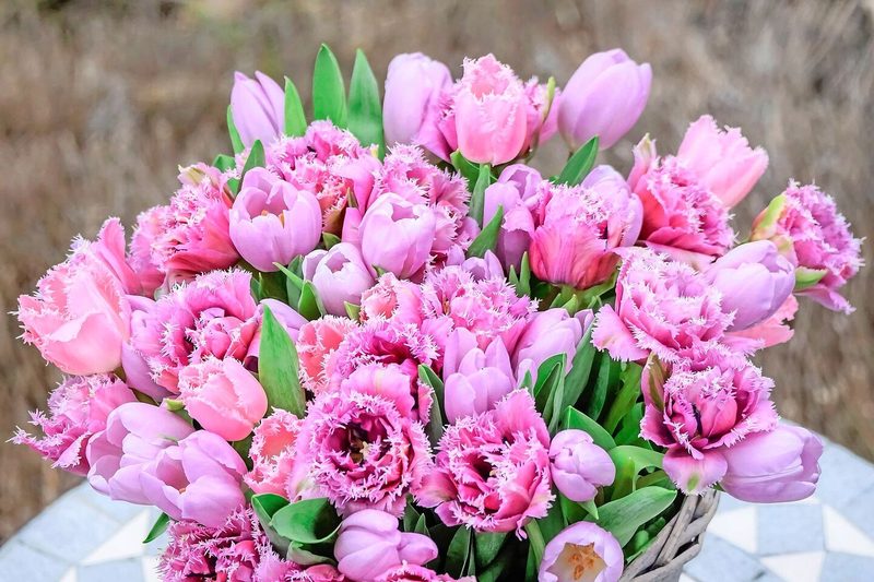 Farbenfreude im Frühling: Ein Ton-in-Ton-Strauss mit unterschiedlichen Tulpen. In der Saison 2025 sind gefüllte und gefranste Tulpen angesagt.