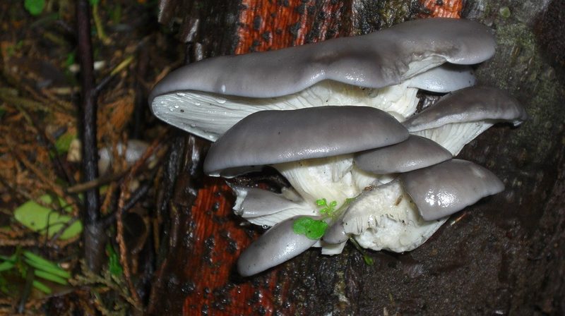 Pilze - Ein gesunder und nachhaltiger Fleischersatz