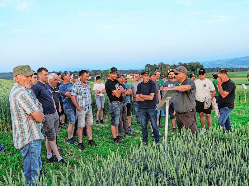 Flurbegehungen finden an der «Innovationsplattform Pfyn» jeweils morgens und Abends statt. Gerade am Abend zieht der Flurgang viele Landwirte an.