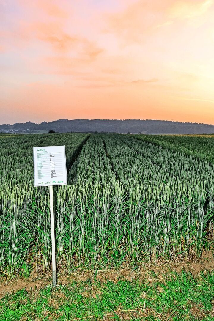 Die Weizensorte Cadlimo liefert gute Erträge. Die Landwirte seien zufrieden mit ihr. Wahrscheinlich werde sie ihres Namens wegen so wenig angebaut, meint Daniel Feuchter.