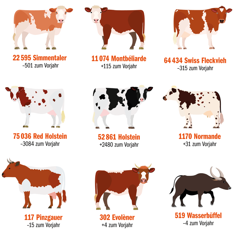«Es ist nur noch eine Frage der Zeit, bis die schwarze Holstein die rote überrundet»