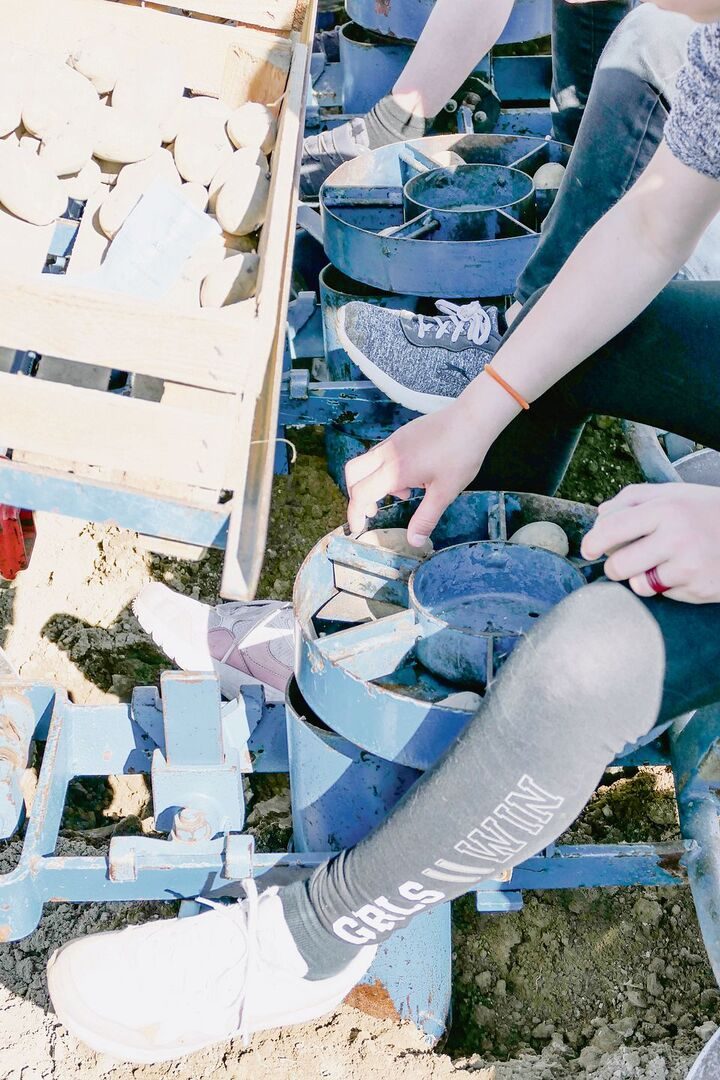 Praktischer Unterricht über Kartoffeln. Lernende auf dem Setzgerät legen Kartoffeln in den Boden.