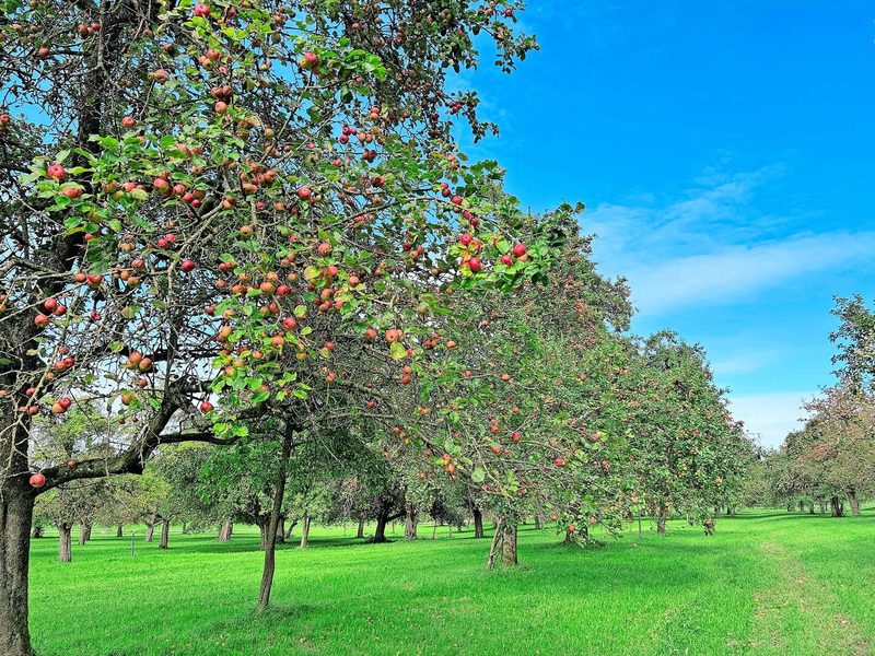 Das Obstgarten-Paradies in der Qualitätsstufe II ist eine Augenweide. Auch der Genuss kommt nicht zu kurz – weder beim Apfel- noch beim Süssmost- Degustieren. Die Bäume sind zum Teil über 100 Jahre alt.