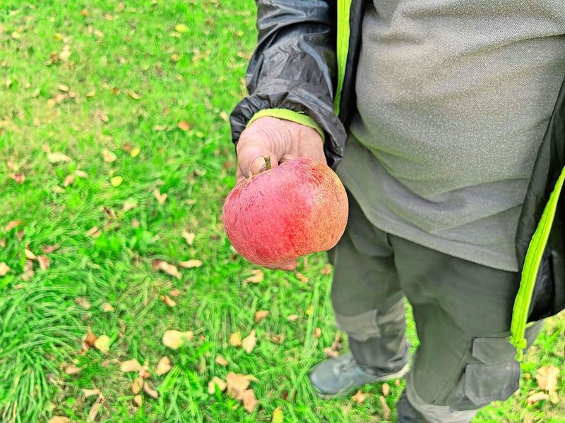 Die grössten Äpfel liefert die Sorte «Peasgoods Sondergleichen».