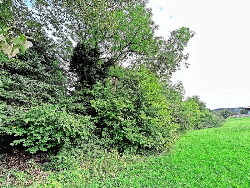 Die hohe Wunderhecke hat eine Länge von 400 m und umfasst hohe Bäume, zig verschiedene Sträucher und einen vielfältigen Krautsaum.