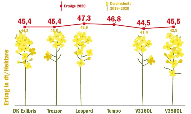 Die Sorte Leopard erreichte 2020 den höchsten Ertrag aller Sorten. Die neue Holl-Rapssorte V350OL vermochte in diesem Jahr mit Trezzor und DK Exlibris mitzuhalten. Für Tempo fehlen die Angaben für das vergangene Jahr. (Grafik BauZ/Quelle Forum Ackerbau)