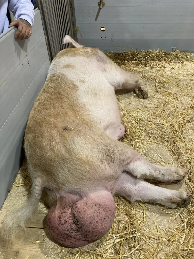 Grosse Euter, viele Menschen, «Bratwürschtli» und Johnnys Gehänge