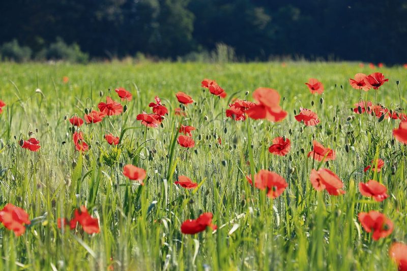 Hier wachsen Brot und Blumen: Landschaftsprojekte prägen die Umwelt. Der Aargau gibt Verlängerung ein, künftig unter einem Dach mit Biodiversitätsprojekten.