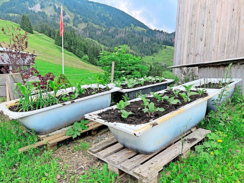 Sogenanntes Badewannen-Upcycling: Hochbeete der anderen Art auf dem Betrieb Eschitannen bei Familie Murpf.
