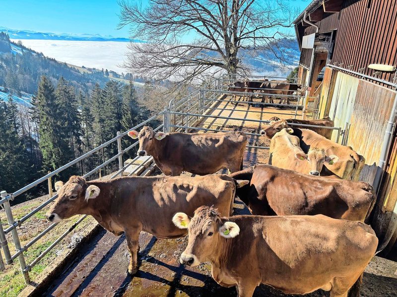 Der Landwirt vermutet, dass die Gnitzen von Westen den Weg zum Betrieb gefunden haben.