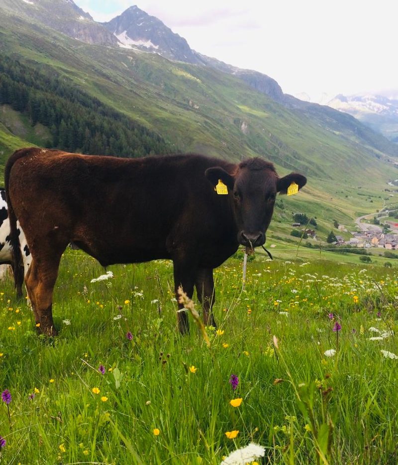 Exklusive Braunviehtiere aus dem noblen Andermatt