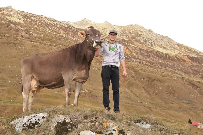 Exklusive Braunviehtiere aus dem noblen Andermatt
