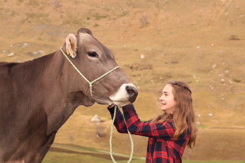 Exklusive Braunviehtiere aus dem noblen Andermatt