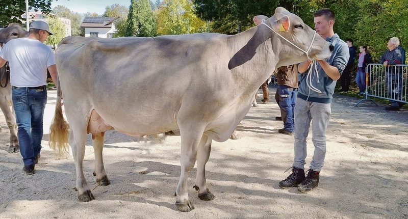 Schwingerkönig Matthias Sempach gratuliert seinem Lehrling Francesco De Benedetto zum EFZ